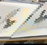 Ink  Watercolour Wash Illustration Workshop - Accommodation Melbourne