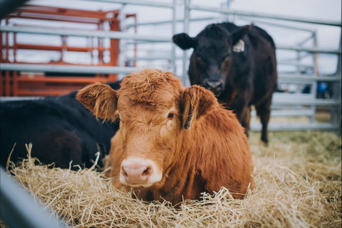 Mudgee Small Farm Field Days - Accommodation Melbourne 2