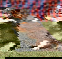 Dogs in the Park NSW Orange - Accommodation Melbourne