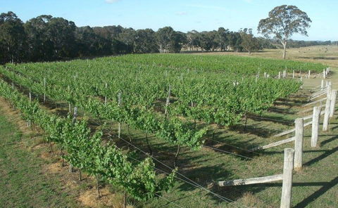 Yarralaw Springs Wines  - Cellar Door Wine Tasting - Accommodation Melbourne 1