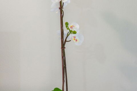 Tranquility Chill At Palm Cove - Accommodation Melbourne 2