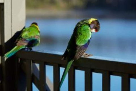 RAC Karri Valley Resort - Accommodation Melbourne 3