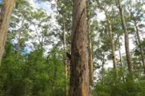 RAC Karri Valley Resort - Accommodation Melbourne 1