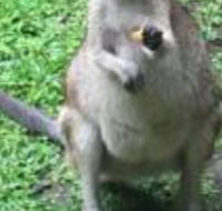 Bluewater Bed  Breakfast Cairns - Accommodation Melbourne