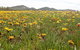 You Yangs Bed & Breakfast - thumb 5