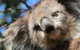 You Yangs Bed & Breakfast - thumb 2