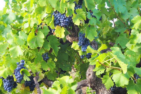 Bed & Breakfast At Tiffanys - Accommodation Melbourne 2