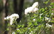Avoca Park - thumb 5