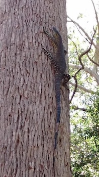 Beechs' Brook Rainforest Retreat - Accommodation Melbourne 2
