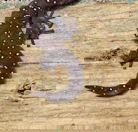 Beechs' Brook Rainforest Retreat - Accommodation Melbourne