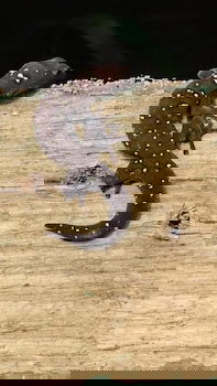 Beechs' Brook Rainforest Retreat - Accommodation Melbourne 0