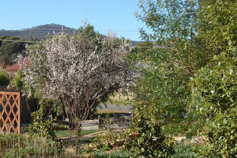Mulberry Cottage B&B - Accommodation Melbourne 3