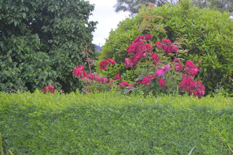 Mulberry Cottage B&B - Accommodation Melbourne 1