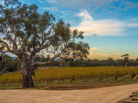 Shadow Creek McLaren Vale - Accommodation Melbourne 3