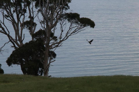 Penguin Seaside Farm - Accommodation Melbourne 6