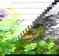 White House - Accommodation Melbourne