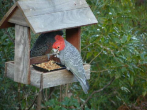 Canyon Cottage - Accommodation Melbourne 4