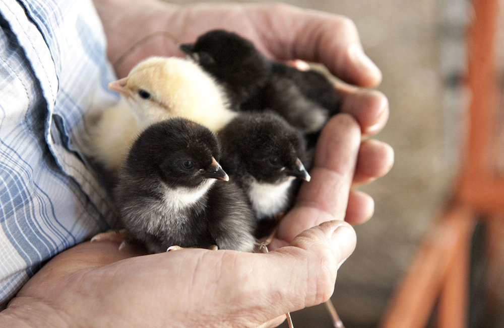 Bramley WA Accommodation Melbourne