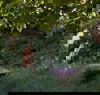 Little Wombat - Accommodation Melbourne