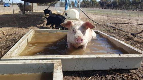 A Better Life Animal Sanctuary FarmStay Private Two Bedrooms Lounge Room & Bathroom & Toilet Shared Kitchen - Accommodation Melbourne 2