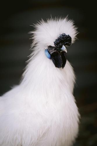 A Better Life Animal Sanctuary FarmStay Private Two Bedrooms Lounge Room & Bathroom & Toilet Shared Kitchen - Accommodation Melbourne 6