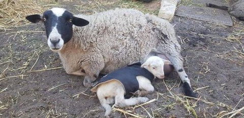 A Better Life Animal Sanctuary FarmStay Private Two Bedrooms Lounge Room & Bathroom & Toilet Shared Kitchen - Accommodation Melbourne 1