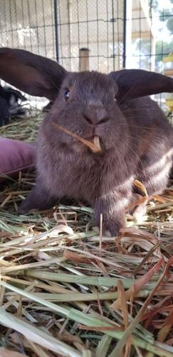 A Better Life Animal Sanctuary FarmStay Private Two Bedrooms Lounge Room & Bathroom & Toilet Shared Kitchen - Accommodation Melbourne 5