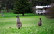 Barn Hives Yallingup - thumb 4