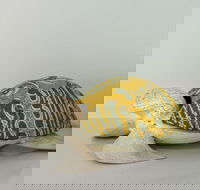 Tranquility Chill at Palm Cove - Accommodation Melbourne