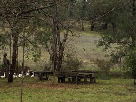 Wildwood Guesthouse - Accommodation Melbourne 1