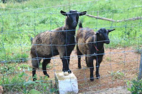 Alstonville Country Cottages - Accommodation Melbourne 0