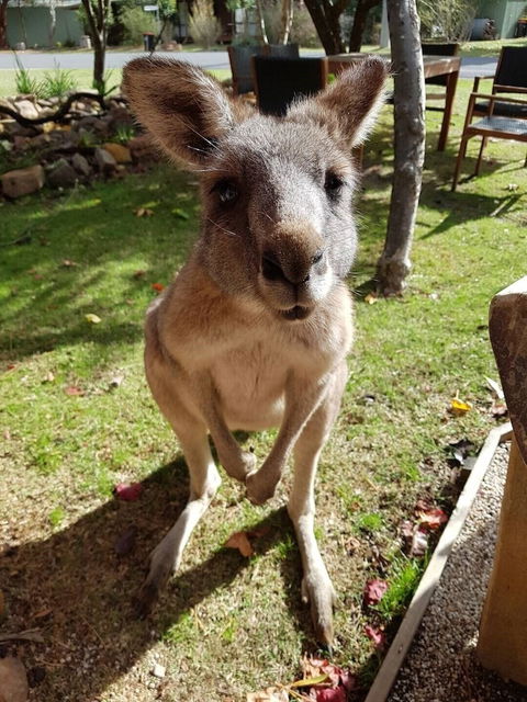 Grampians Eco YHA - Hostel - Accommodation Melbourne 1