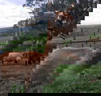 Morella Farm Stay - Accommodation Melbourne