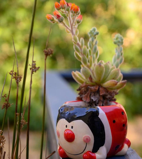 Friends At McLaren Vale - Accommodation Melbourne 6