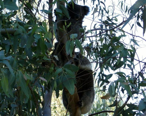 Friends At McLaren Vale - Accommodation Melbourne 1