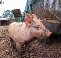 Batchelor Butterfly Farm - Accommodation Melbourne