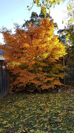 Stella Kitchen Chinese Take Away - Accommodation Melbourne 0