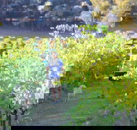 Tallagandra Hill Winery - Accommodation Melbourne