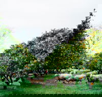 Cambray Cheese Farm Shop - Accommodation Melbourne