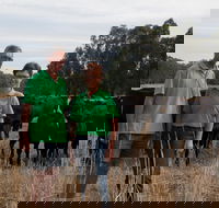 Milawa Organic Beef - Accommodation Melbourne