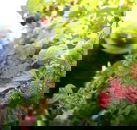 Springwood Farm Berries - Accommodation Melbourne