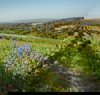 Wills Domain - Accommodation Melbourne