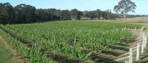 Yarralaw Springs Wines - Accommodation Melbourne 2