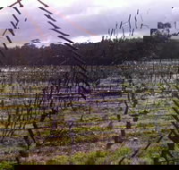 Darlington Vineyard - Accommodation Melbourne