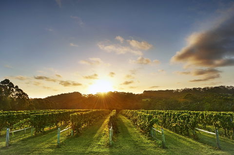 Singlefile Wines - Accommodation Melbourne 1