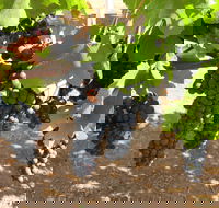 Waybourne Winery - Accommodation Melbourne