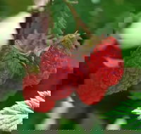 Westerway Raspberry Farm - Melbourne 4u
