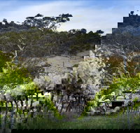 Mount Majura Vineyard - Accommodation Melbourne