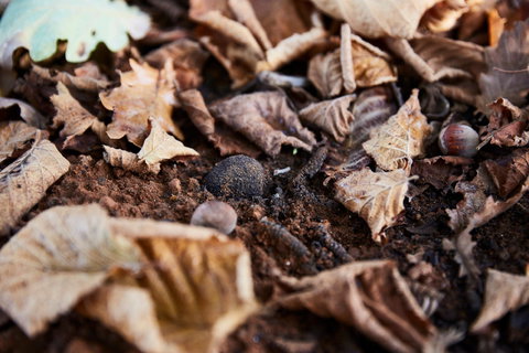 Tall Timbers Manjimup - Accommodation Melbourne 2