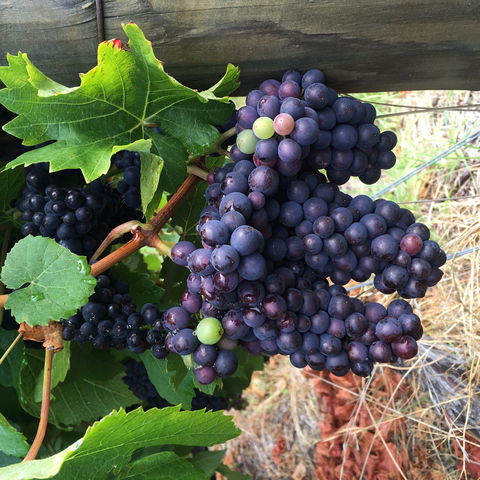 Freycinet Vineyard - Accommodation Melbourne 1